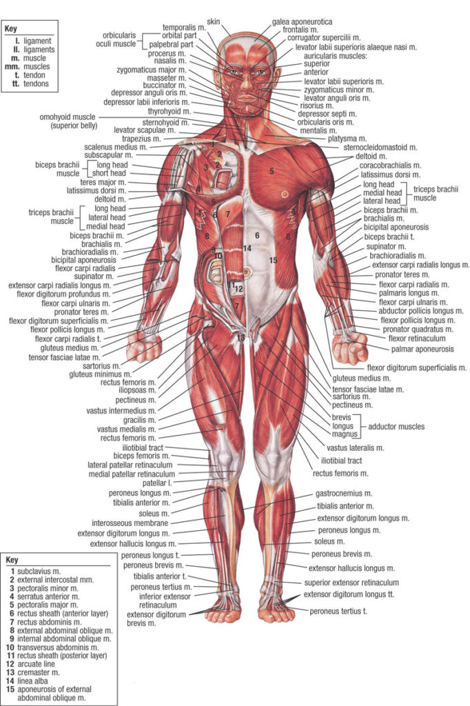 list of free interactive web to explore 3d and 2d human anatomy maps achoshare list of free interactive web to explore d and hu on com d master human anatomy exploded skull model