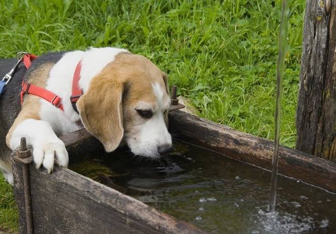How Much Water Should A Dog Drink