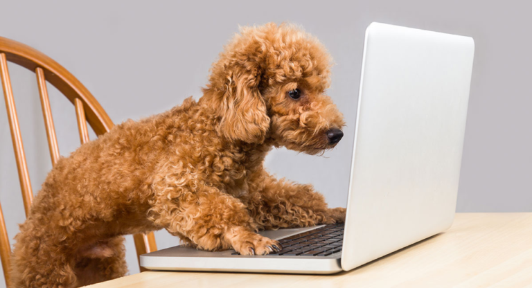 Here is What You Need to Know Before Starting a Pet Blog