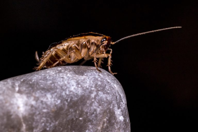 The Ultimate Technology to Get Rid of Cockroaches