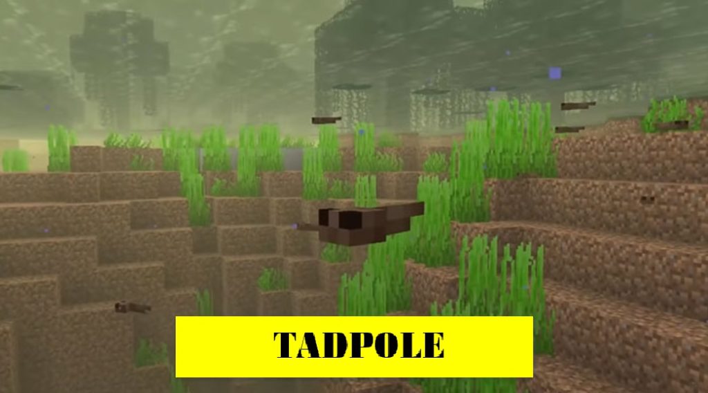 tadpole