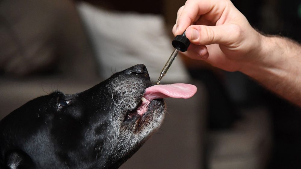 Cancer in Dogs How Far CBD Had Proven