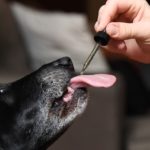 Cancer in Dogs How Far CBD Had Proven