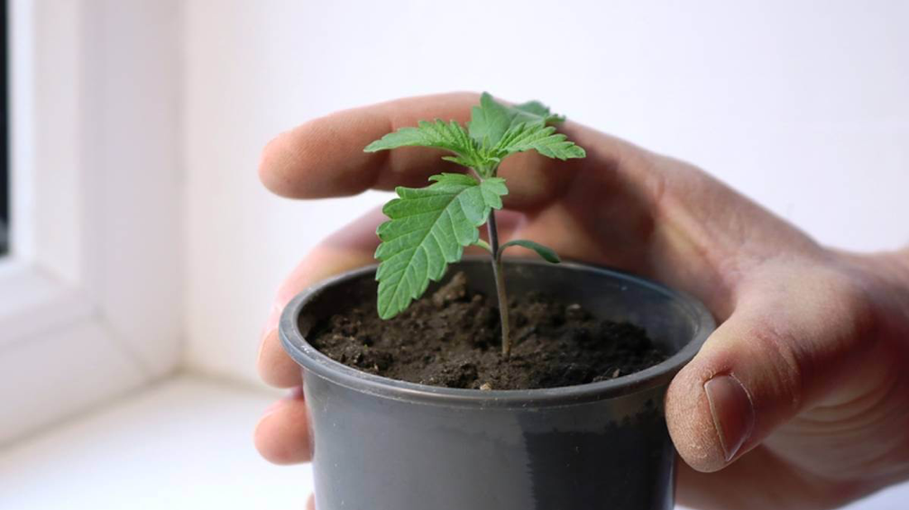 Autoflower Cannabis Seeds 03