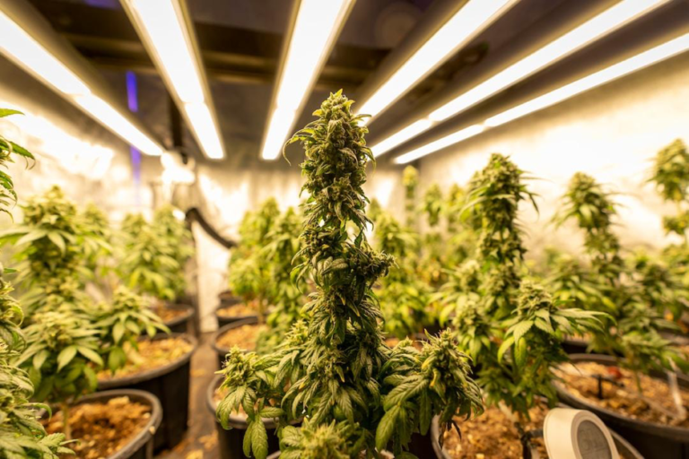 Why is using a quality seedbank important?