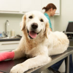 Deductibles in Pet Insurance
