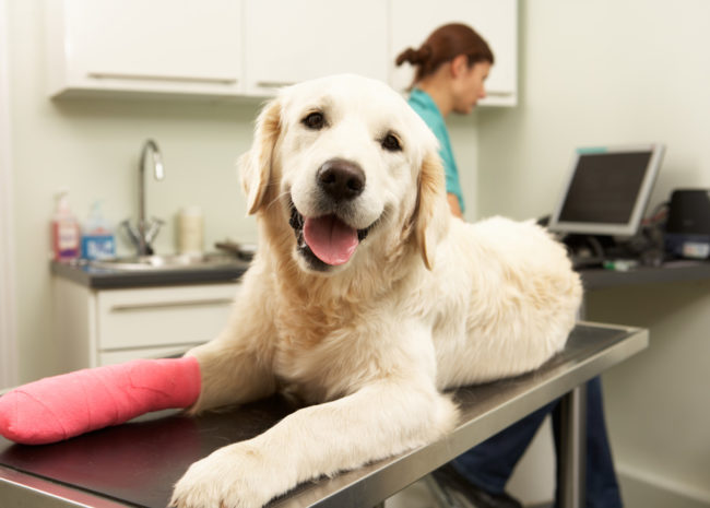 Deductibles in Pet Insurance