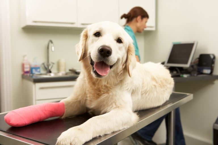 Deductibles in Pet Insurance