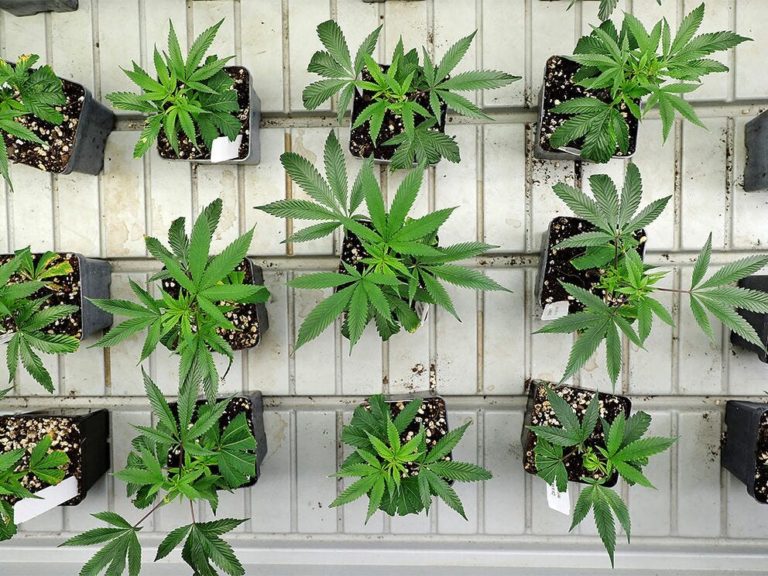 Frontier in Cannabinoid Innovation