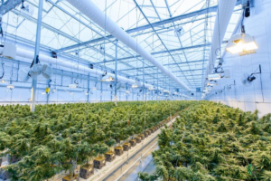 Commercial Greenhouse Setup