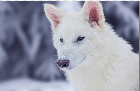 Breaking Records with 20 Precision Gene Edits That Brought Back an Ice Age Predator
